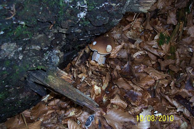 hríb smrekový Boletus edulis Bull.