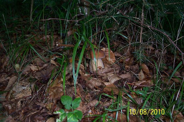 hríb smrekový Boletus edulis Bull.