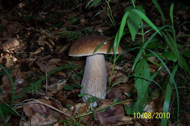 hríb smrekový Boletus edulis Bull.