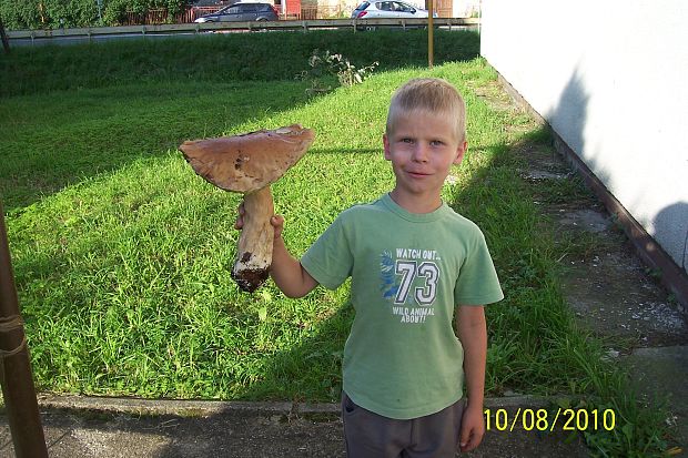 hríb smrekový Boletus edulis Bull.