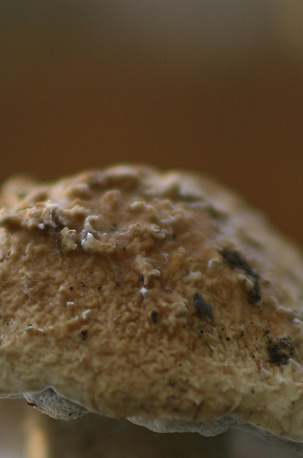 hríb smrekový Boletus edulis Bull.