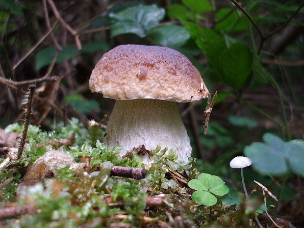 hríb smrekový Boletus edulis Bull.