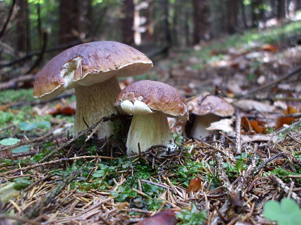 hríb smrekový Boletus edulis Bull.