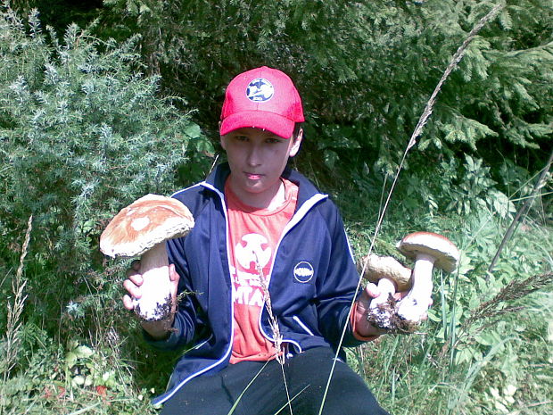 hríb smrekový Boletus edulis Bull.