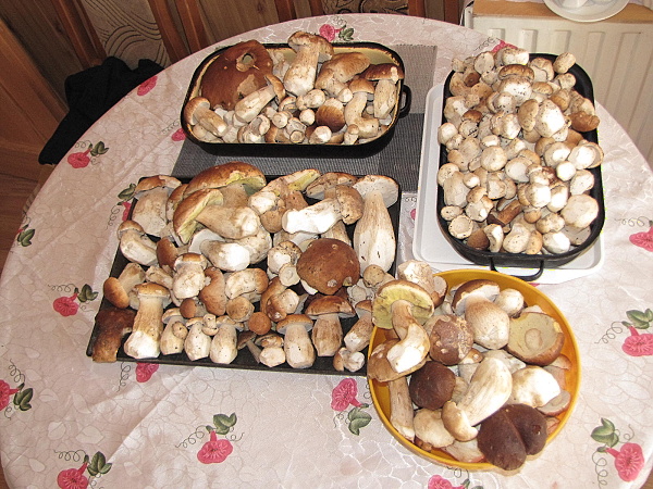 hríb smrekový Boletus edulis Bull.