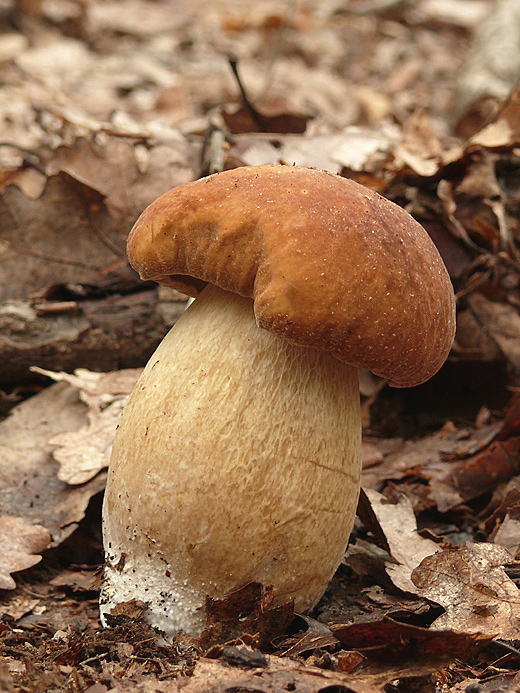 hríb dubový Boletus reticulatus Schaeff.