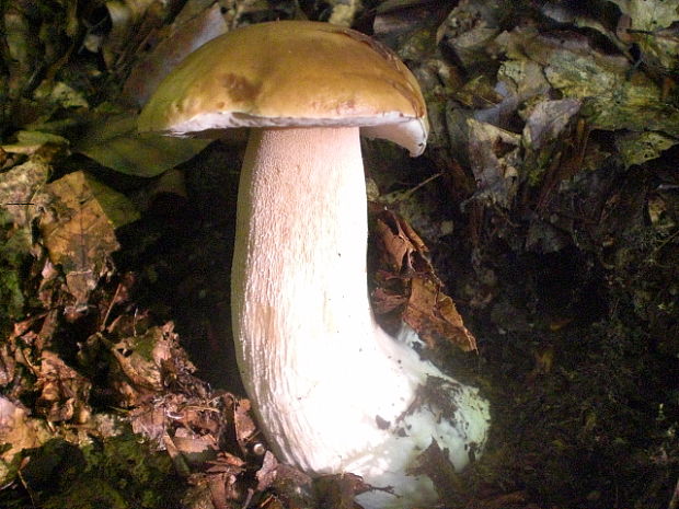 hríb dubový Boletus reticulatus Schaeff.