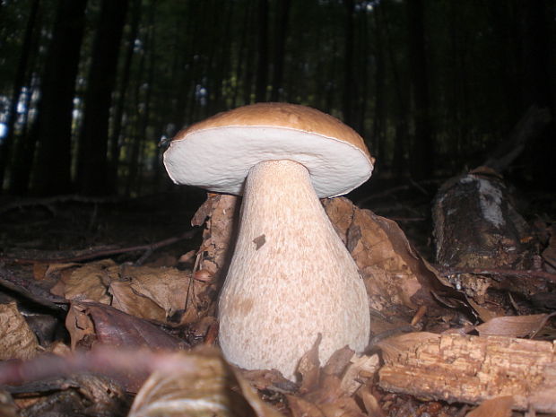 hríb dubový Boletus reticulatus Schaeff.