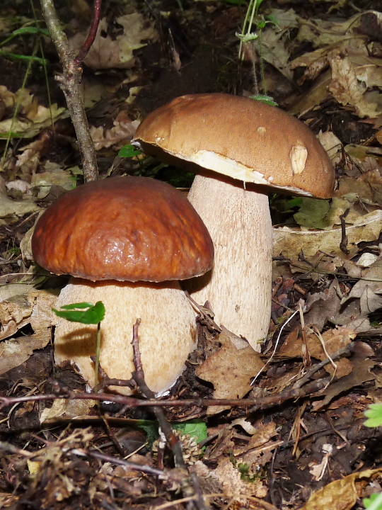 podľa veľkosti Boletus reticulatus Schaeff.