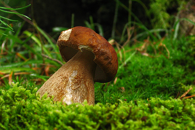 hríb dubový Boletus reticulatus Schaeff.