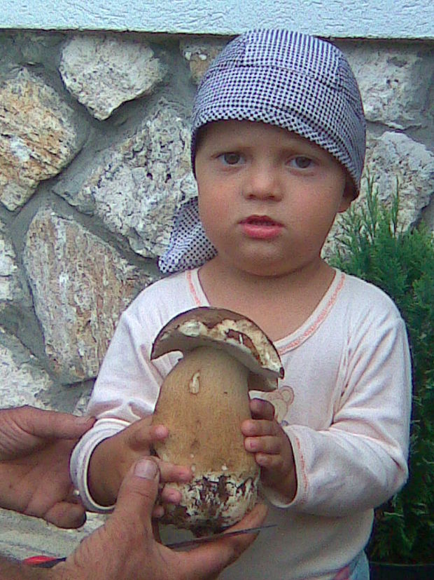 hríb dubový Boletus reticulatus Schaeff.