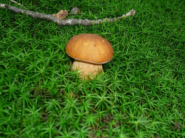 hríb dubový Boletus reticulatus Schaeff.