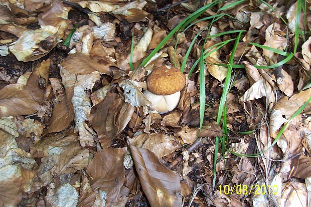 hríb dubový Boletus reticulatus Schaeff.