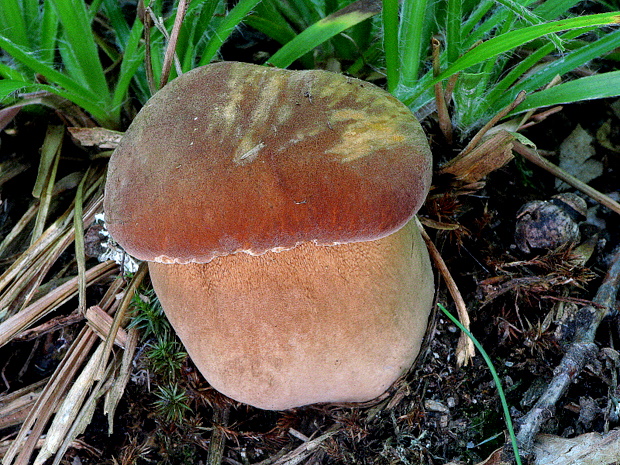 hríb dubový Boletus reticulatus Schaeff.