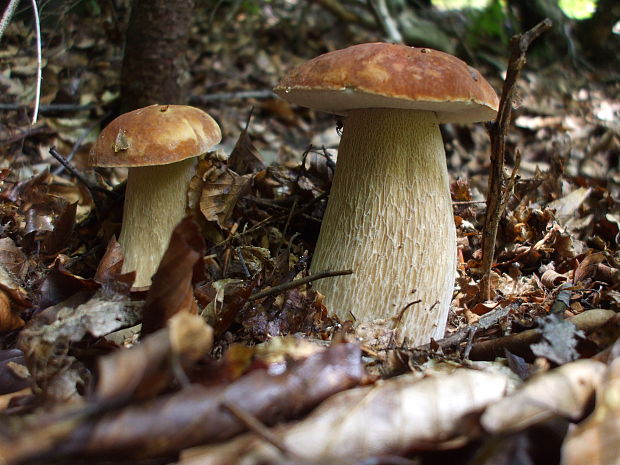 hríb dubový Boletus reticulatus Schaeff.