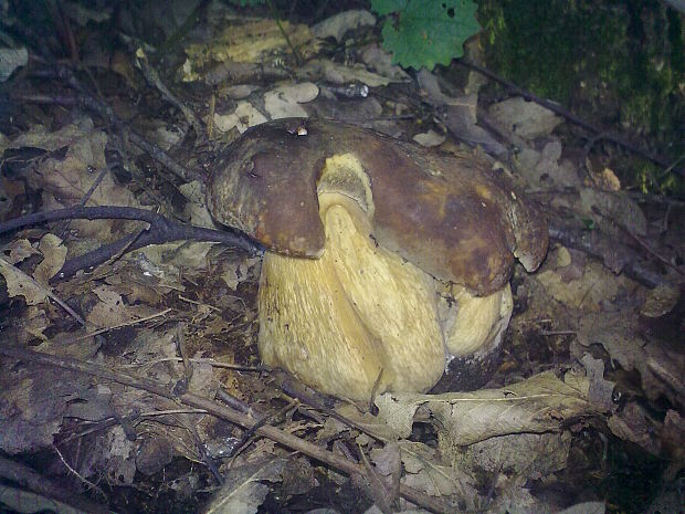 hríb dubový Boletus reticulatus Schaeff.