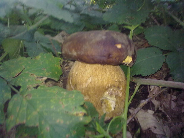 hríb dubový Boletus reticulatus Schaeff.