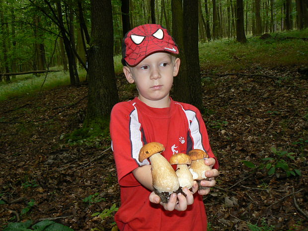 hríb dubový Boletus reticulatus Schaeff.