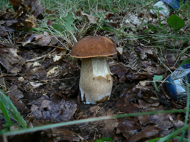 hríb dubový Boletus reticulatus Schaeff.