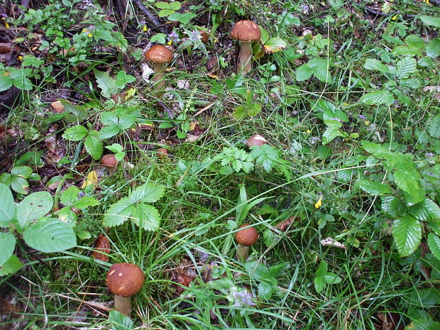 hríb  Boletus sp.