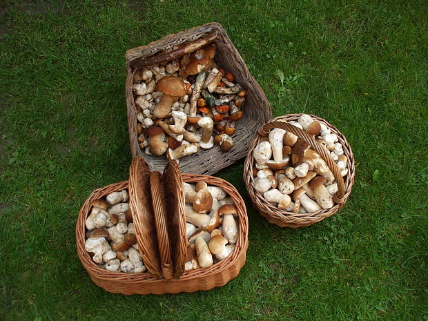 hríb  Boletus sp.