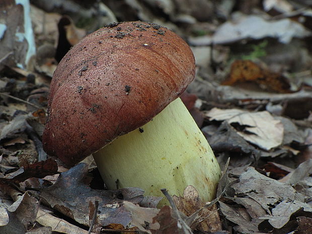 hríb príveskatý Butyriboletus appendiculatus (Schaeff. ex Fr.) Secr.