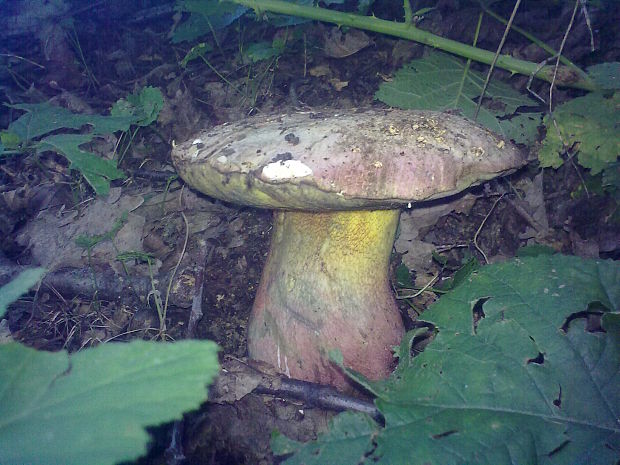 hríb nádherný Butyriboletus fuscoroseus (Smotl.) Vizzini & Gelardi