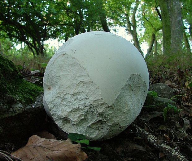 vatovec obrovský Calvatia gigantea (Batsch) Lloyd