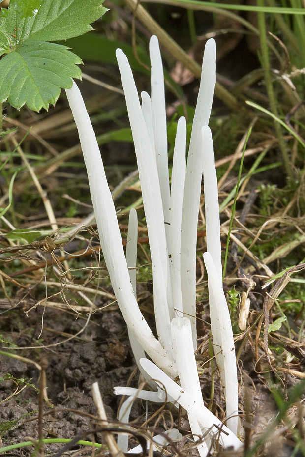 kyjačik lámavý Clavaria fragilis Holmsk.