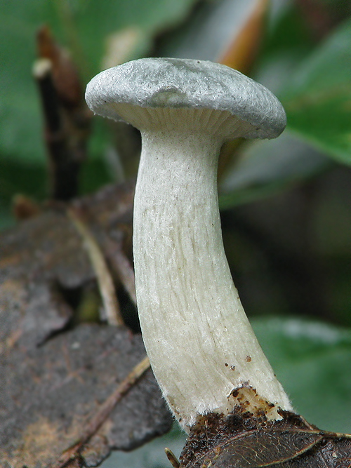 strmuľka anízová Clitocybe odora (Bull.) P. Kumm.