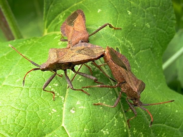 obrúbnica štiavová Coreus marginatus