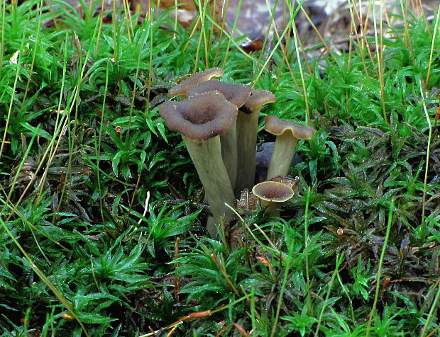 lievik trúbkovitý Craterellus cornucopioides (L.) Pers.