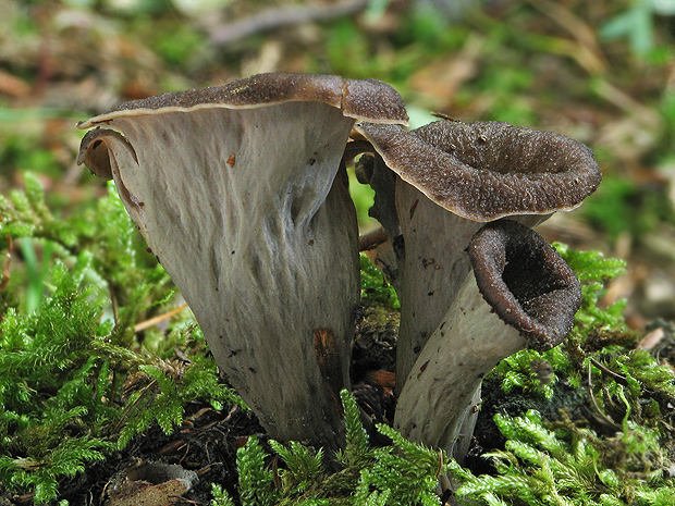 lievik trúbkovitý Craterellus cornucopioides (L.) Pers.