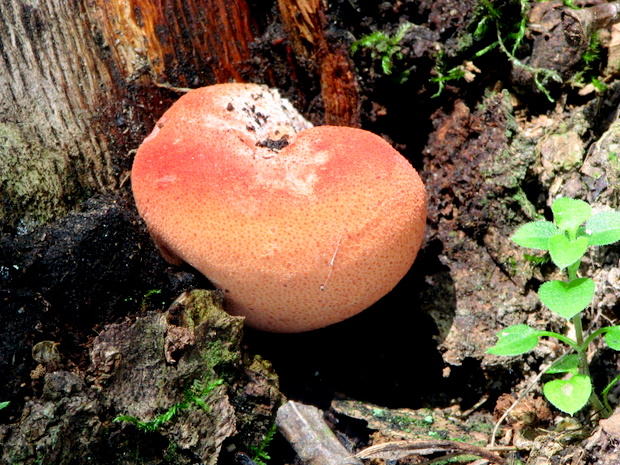 pečeňovec dubový Fistulina hepatica (Schaeff.) With.