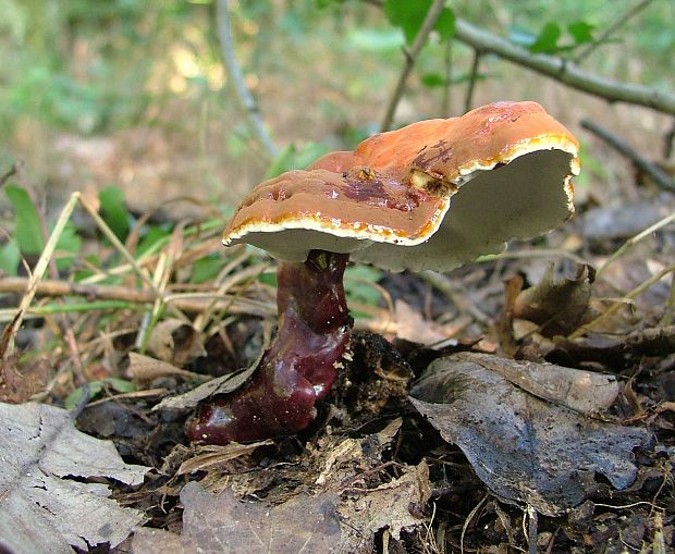 lesklokôrovka obyčajná Ganoderma lucidum (Curtis) P. Karst.