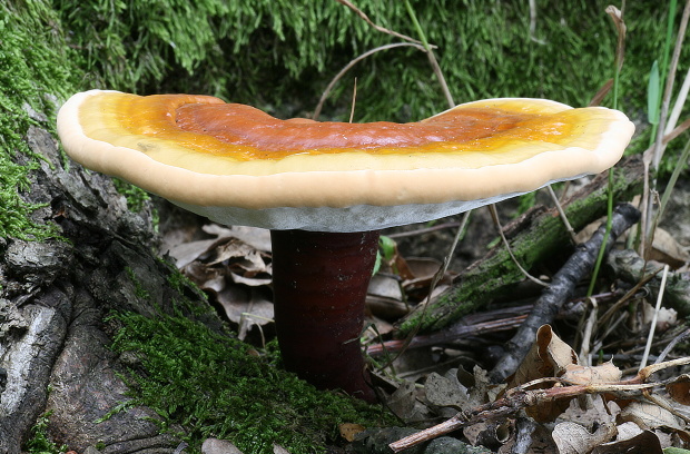 lesklokôrovka obyčajná Ganoderma lucidum (Curtis) P. Karst.