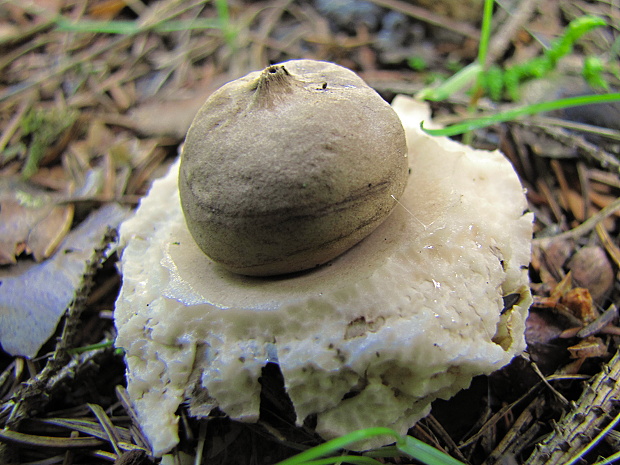 hviezdovka strapkatá Geastrum fimbriatum Fr.