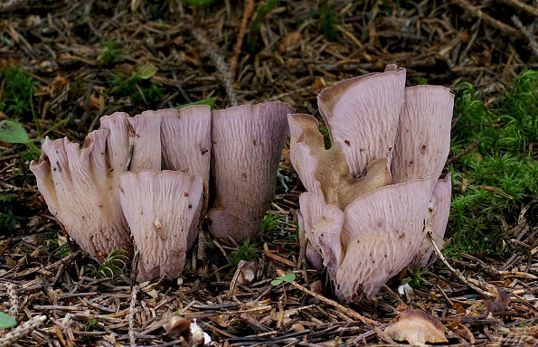 lievikovec kyjakovitý Gomphus clavatus (Pers.) Gray