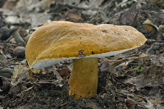 hríbnik gaštanovohnedý Gyroporus castaneus (Bull.) Quél.