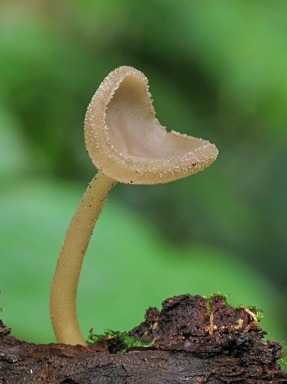 chriapač Helvella sp.