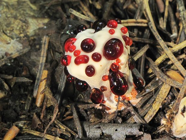 jelenkovka pálčivá Hydnellum peckii Banker