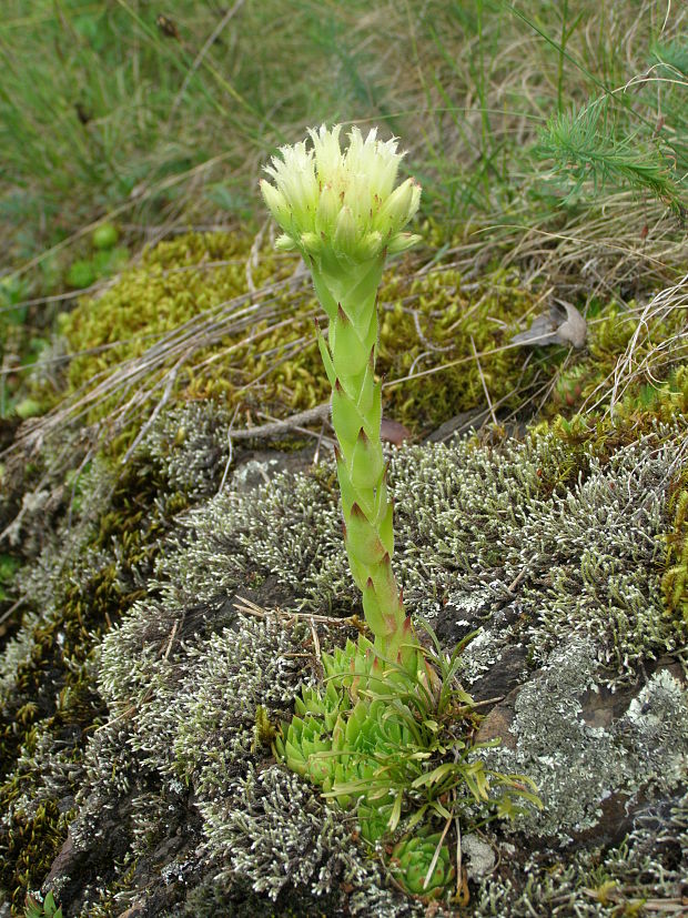 skalničník guľkovitý Jovibarba globifera (L.) J. Parn.