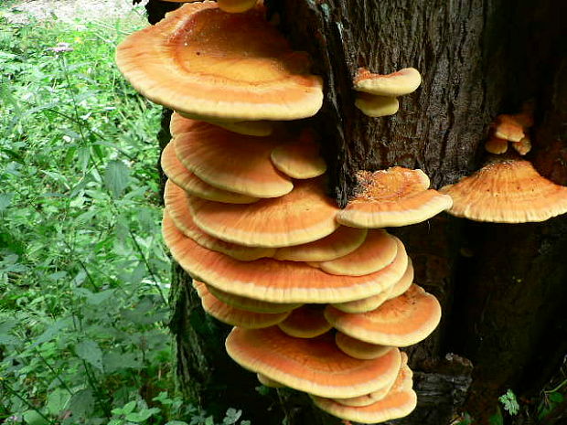 sírovec obyčajný Laetiporus sulphureus (Bull.) Murrill