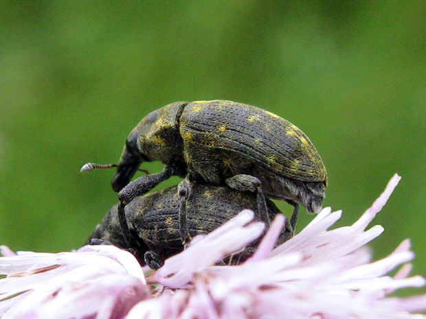 nosáčik Larinus turbinatus