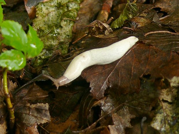 podkornatka žíhaná Lehmannia marginata