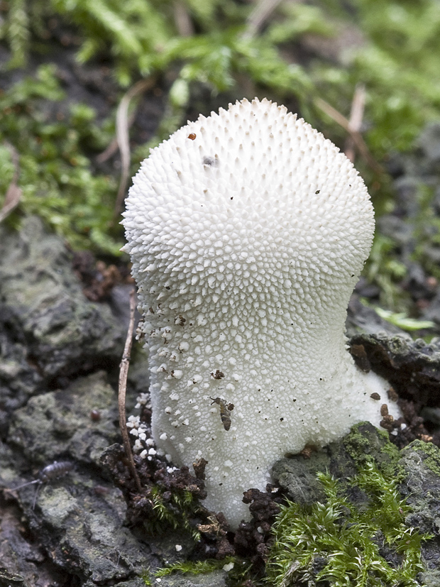 prášnica bradavičnatá Lycoperdon perlatum Pers.