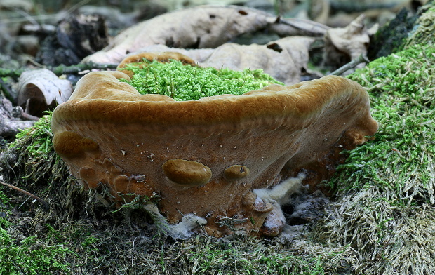 ohňovec hrboľkatý Phellinus torulosus (Pers.) Bourdot & Galzin