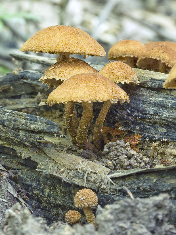 šupinovka? Pholiota sp.?