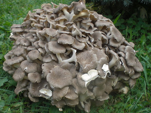 trúdnik klobúčkatý Polyporus umbellatus (Pers.) Fr.