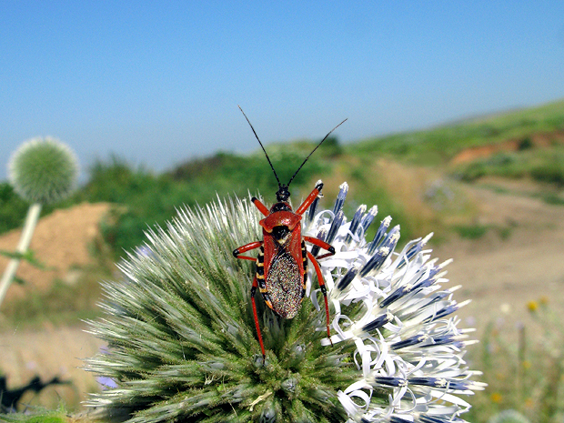 zákernica červená Rhynocoris iracundus